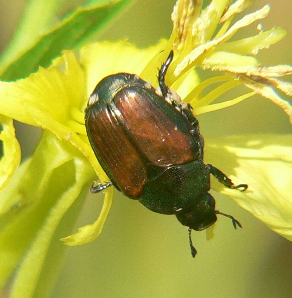 Popillia japonica (Rutelidae)